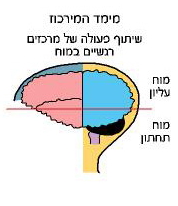 מימד המירכוז