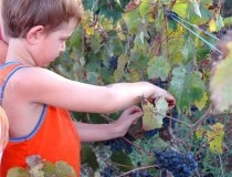 איך עושים יין?