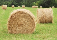 חג שבועות שמח!!