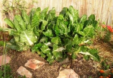 הקמת גינת ירק עם הילדים בחצר או בגג הבית