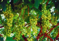 10 סיבות בריאות לאכול ענבים!