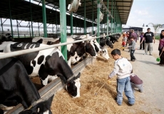 מועצת החלב משיקה: פעילויות מחלבות בסוכות