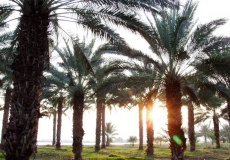 סוכות בצפון