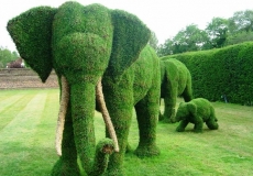 תערוכת טופיארי – אמנות עיצוב צמחים