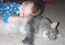 כיצד להפוך את החתול והתינוק לחברים טובים