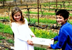 מטמון חנוכה