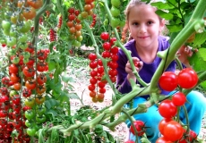 התערוכה החקלאית הגדולה בישראל - בערבה