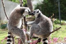 גן החיות בחיפה