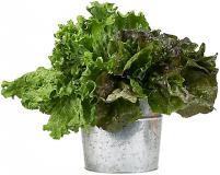 אוכל אביבי - יוגורט עם עשבי תיבול