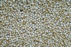 סלט קינואה קר