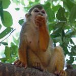 פארק הקופים