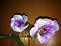 פרחי צבע לשבת