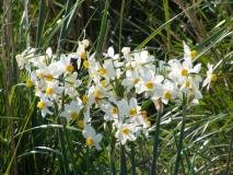שתי הצעות לטיולי פריחה בגולן