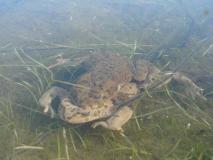 היום הבינלאומי לשמירת בתי גידול לחים