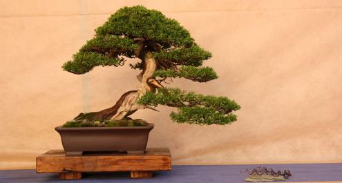 תערוכת הבונסאי