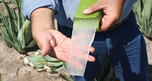 לחפוף עם... להיות בלי!