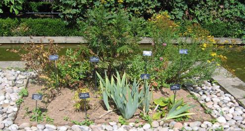 צמחי מרפא להרגעה טבעית - להורים וילדים