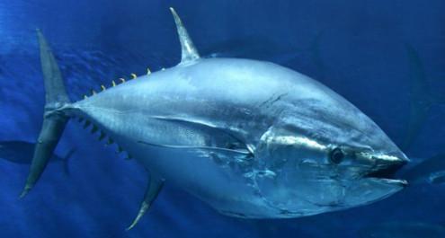 אוכלים דגים