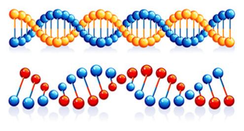 בניית דגם ד.נ.א. מסוכריות