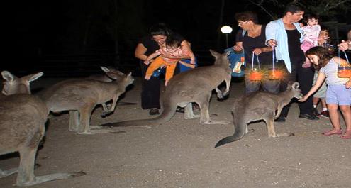 לישון עם קנגורו וקואלה