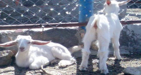 סדנאות קציר חיטים בחוות בל עפרי