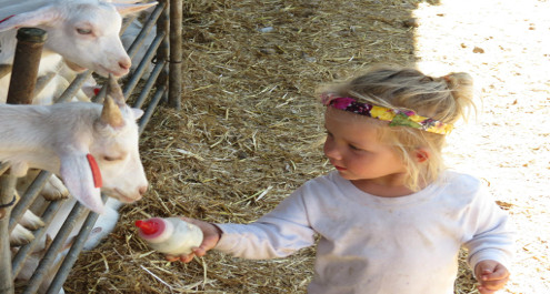 פעילויות במשקים ומחלבות לחג השבועות