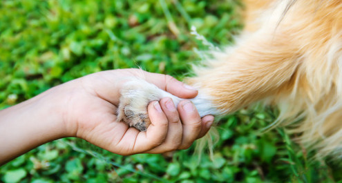 על הקשר בין התפרצות העכברת לעולמם הרגשי של ילדים