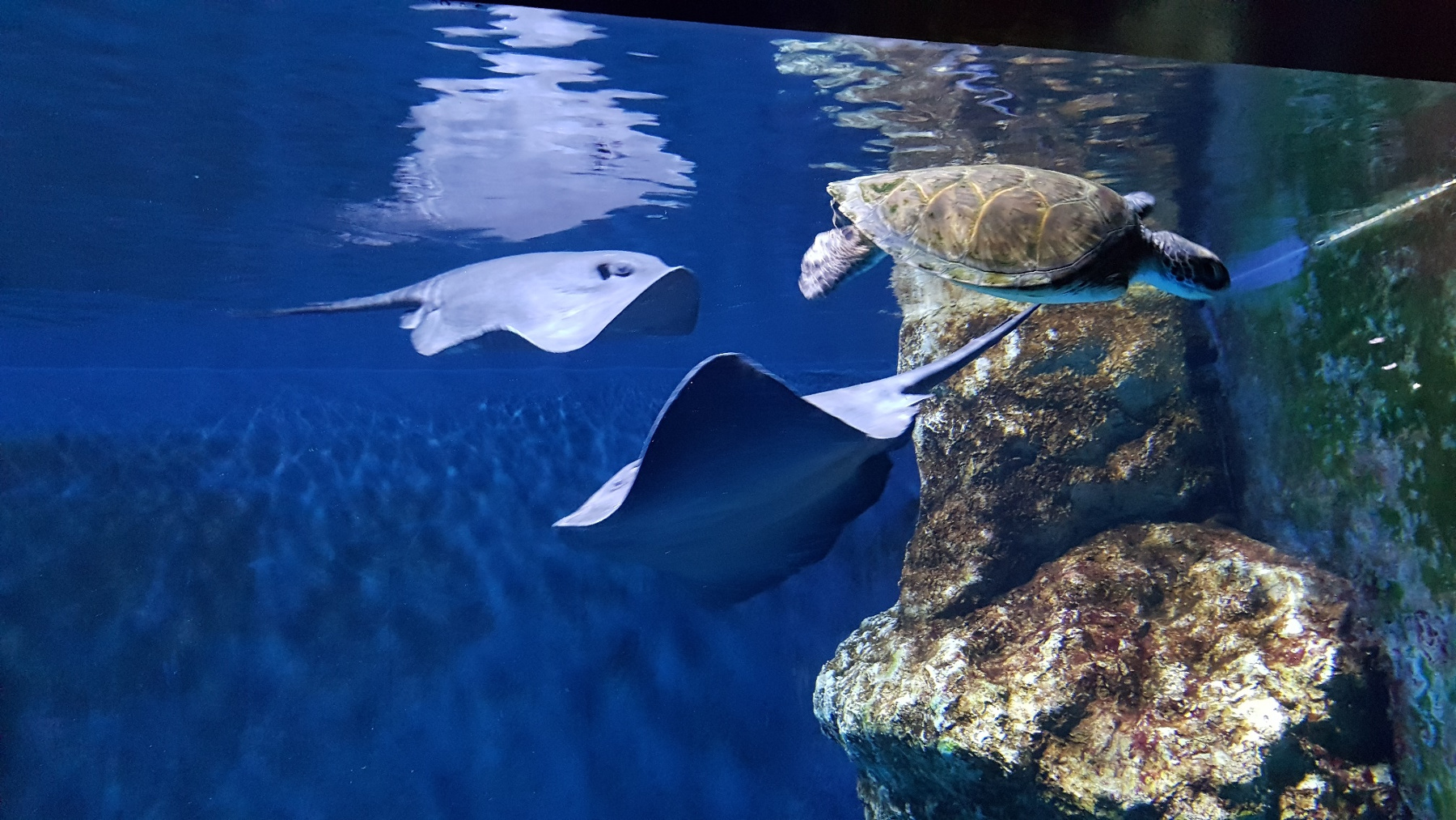 קיץ באקווריום ישראל