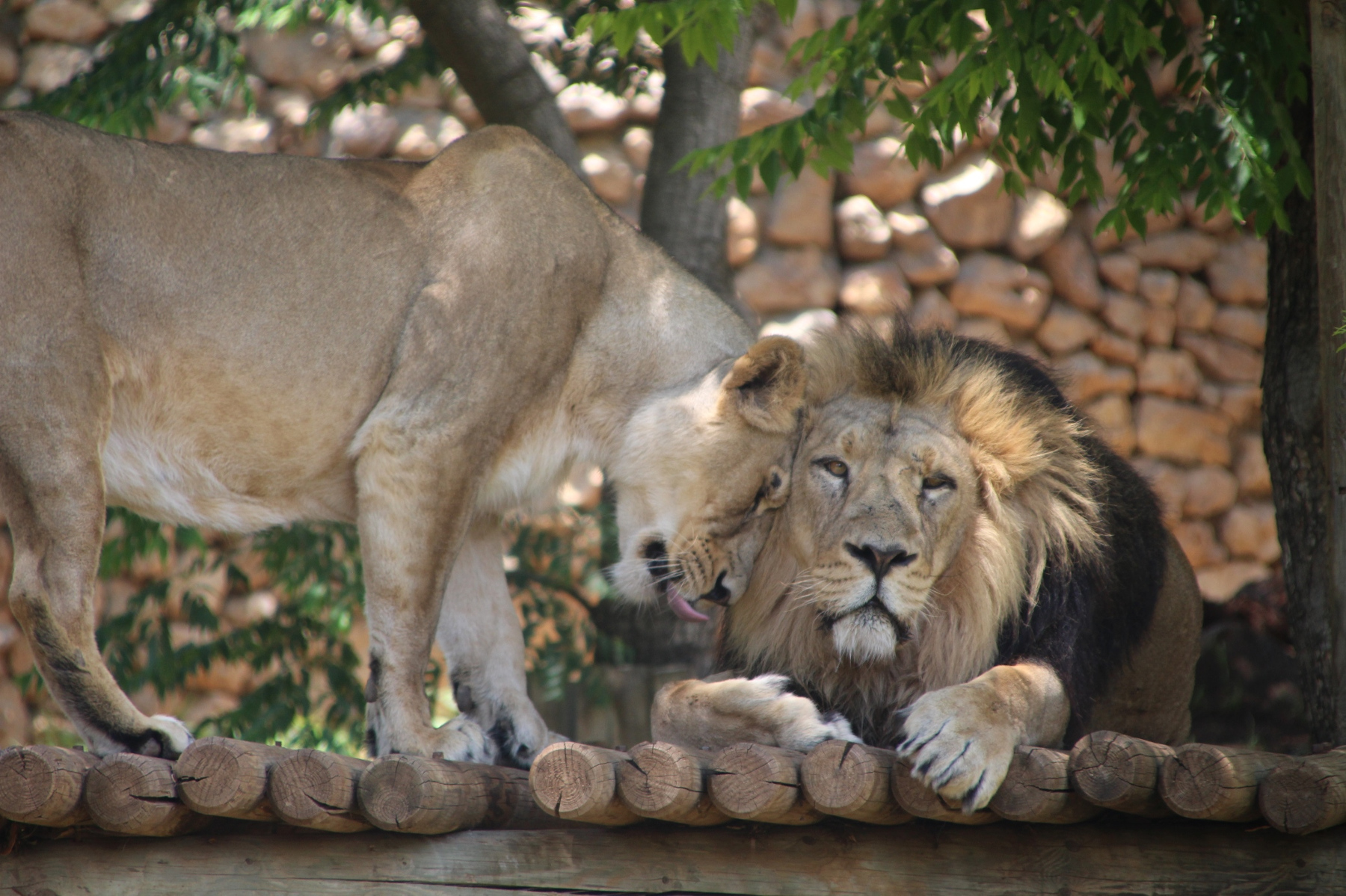פעילויות קיץ בגן החיות התנ"כי בירושלים