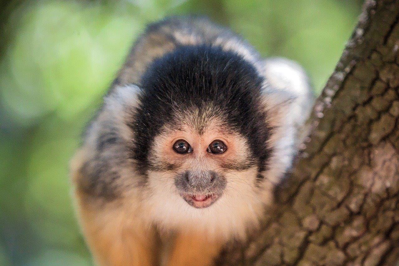 קופי סנאי ומה שביניהם - יער הקופים ביודפת