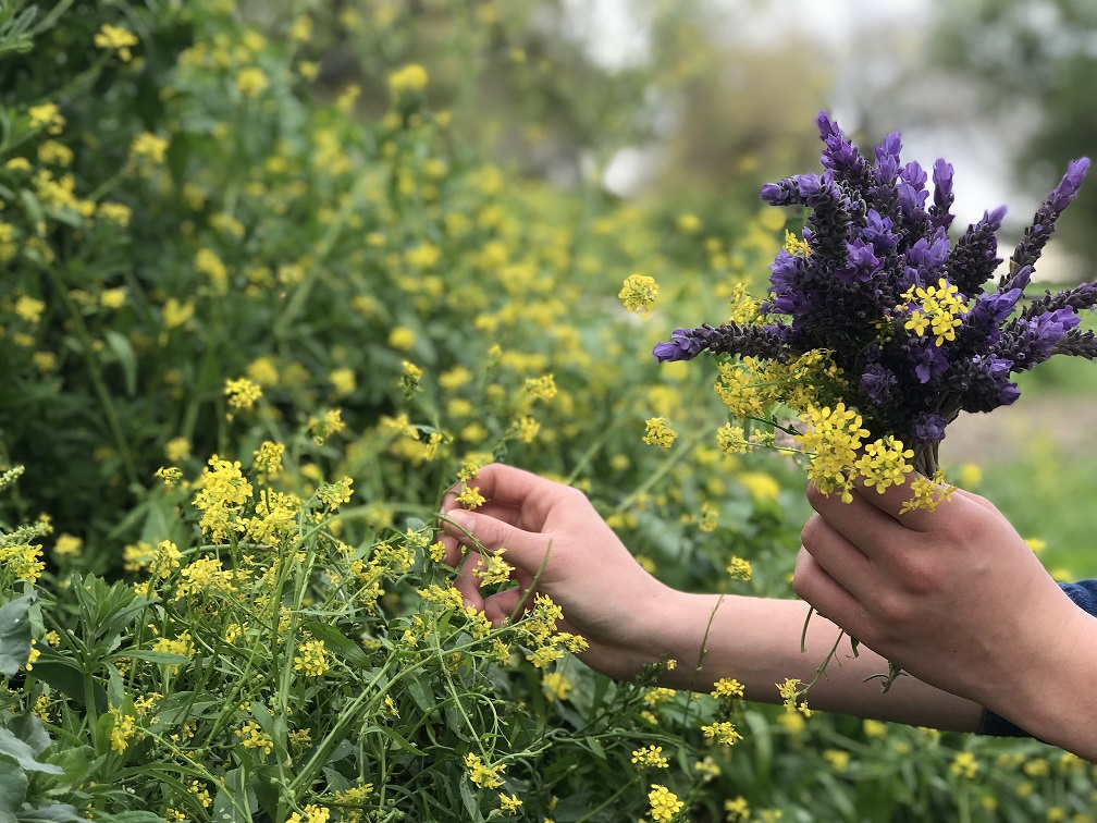 פעילות משפחתית: סיור ליקוט צמחים בשדות בית לחם הגלילית